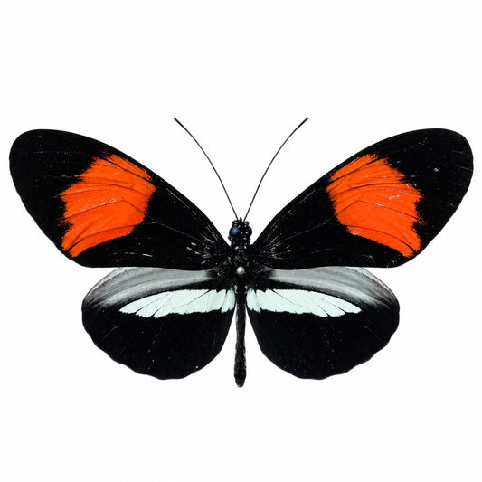 Heliconius melpomene amaryllis