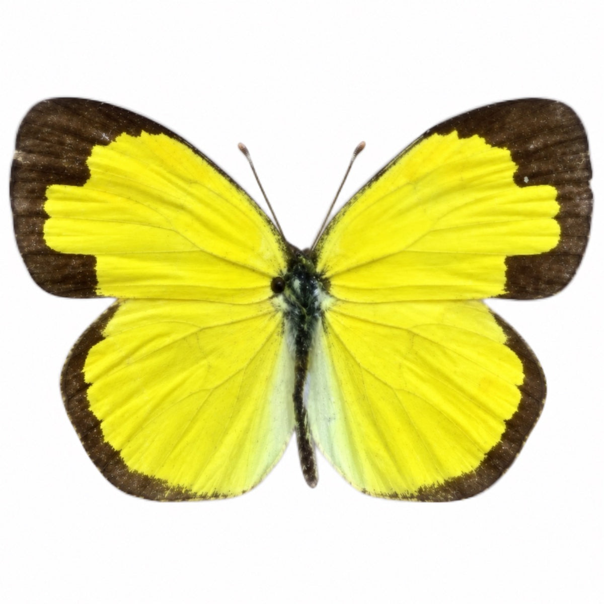 Eurema Hecabe