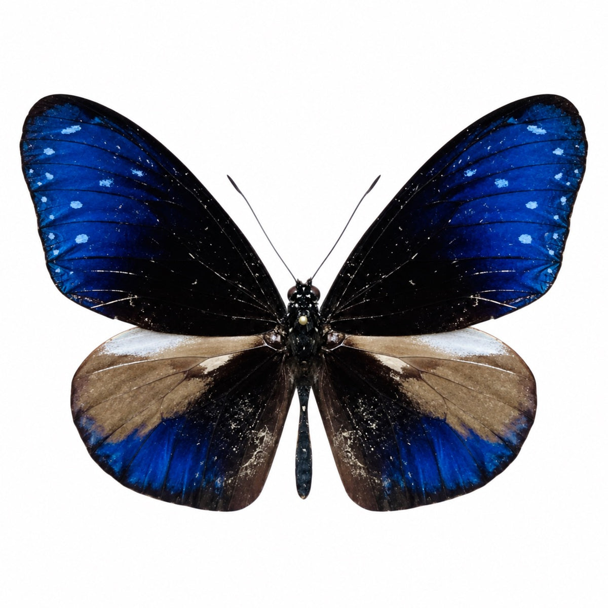 Euploea Mulciber macho