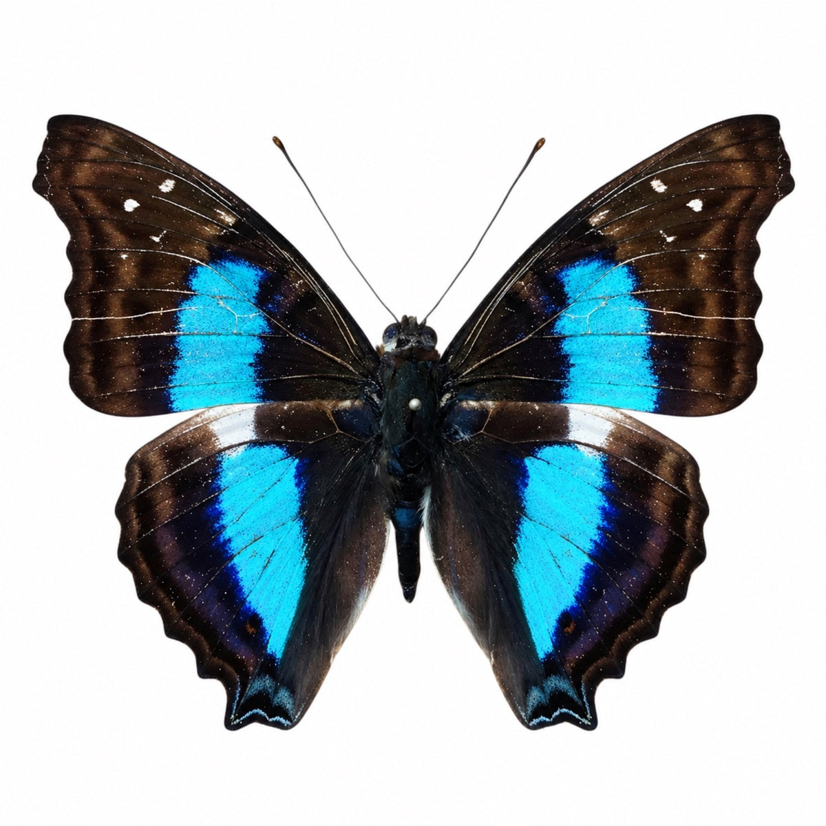 Doxocopa cherubina A-