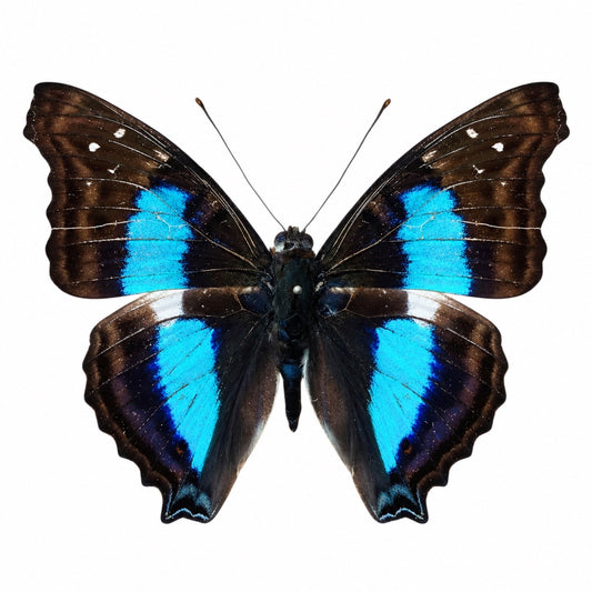 Doxocopa cherubina A-