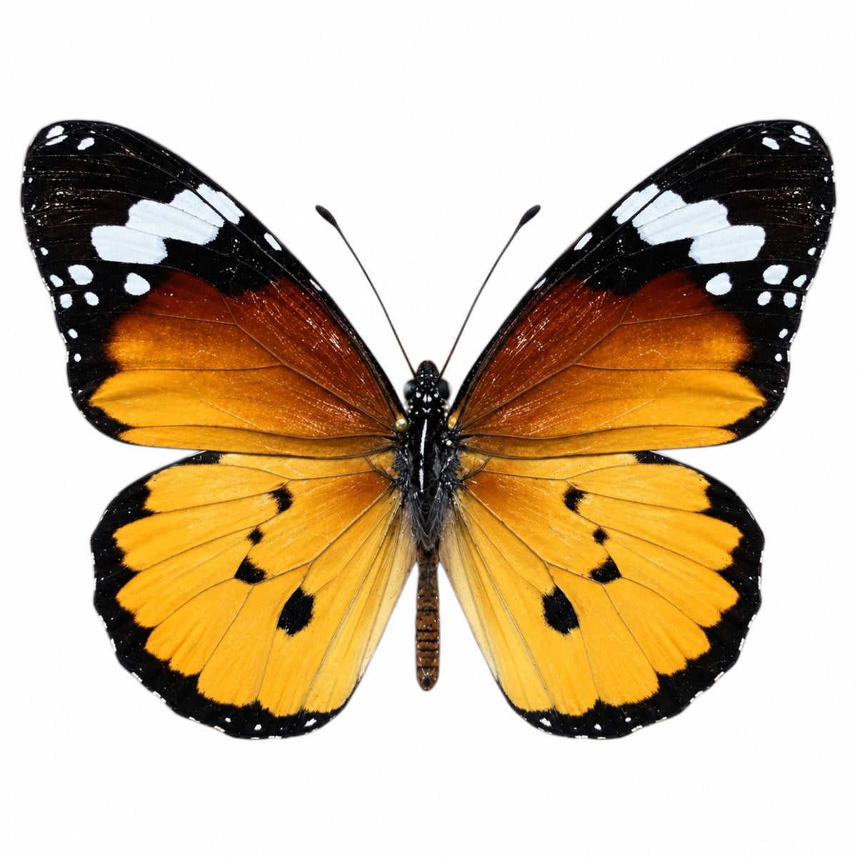 Danaus Chrysippus