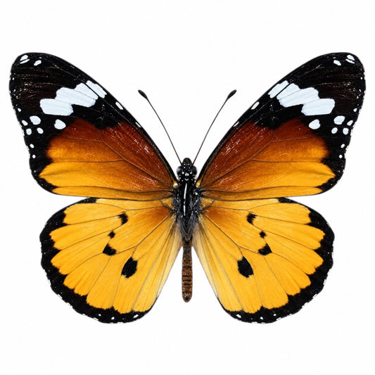 Danaus Chrysippus