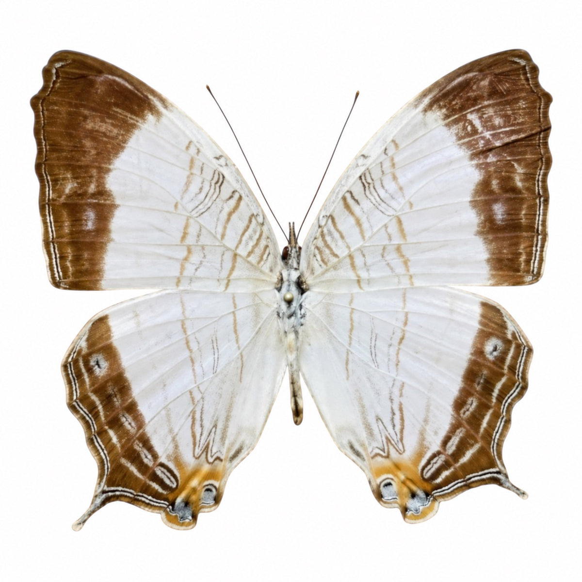 Cyrestis Cassander