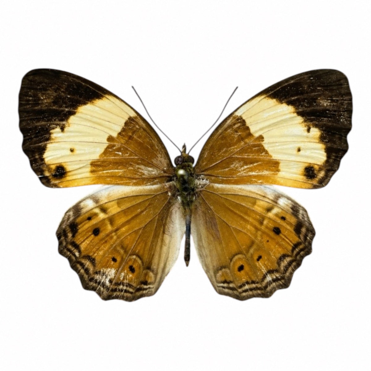 Cupha Arias