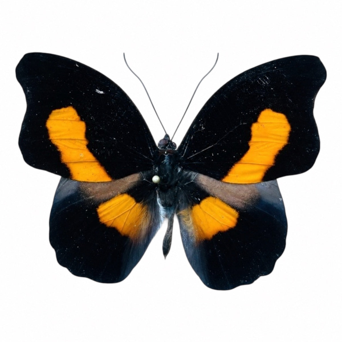 Catonephele acontius macho