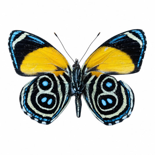 Callicore Eunomia