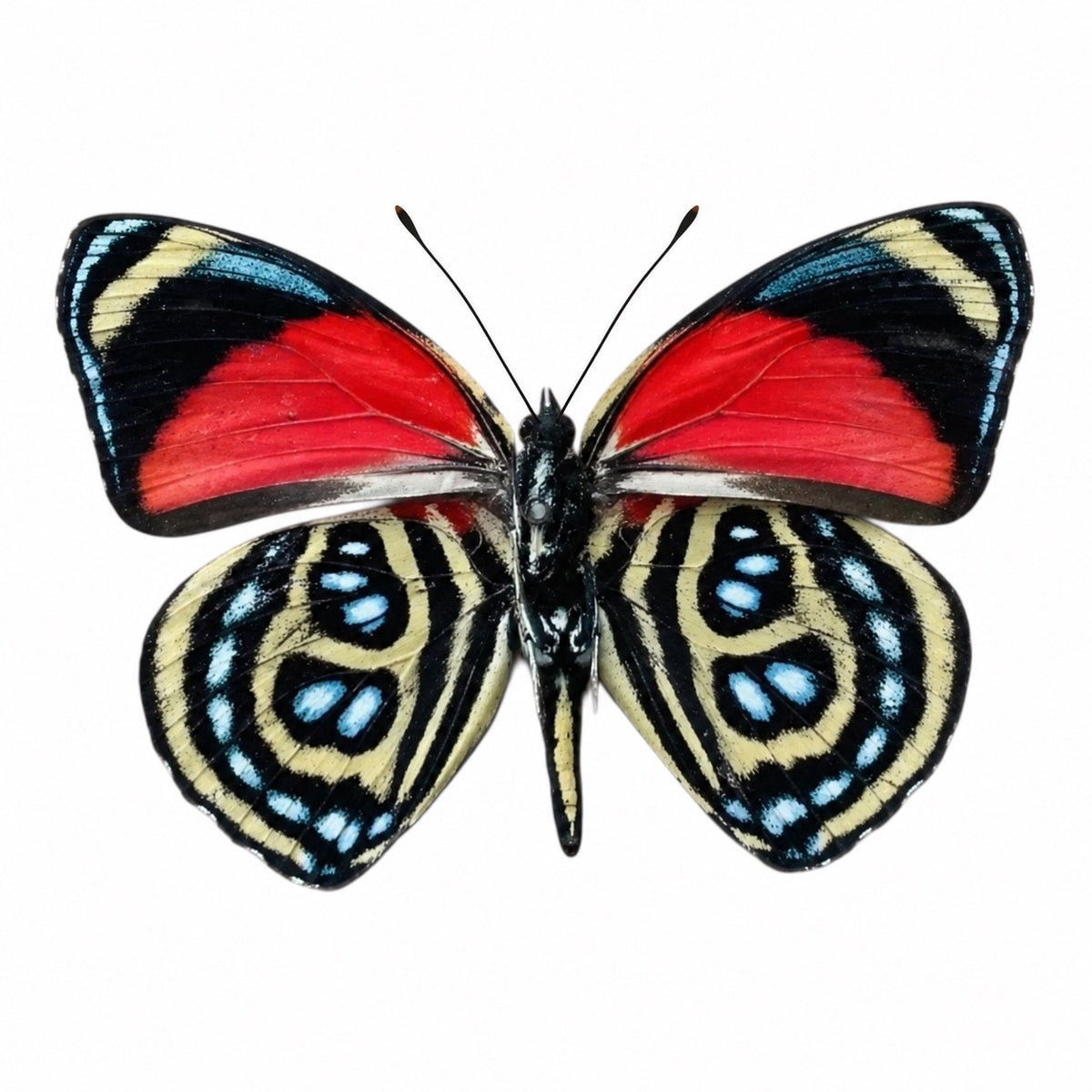Callicore Cyllene