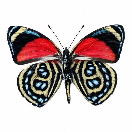 Callicore Cyllene
