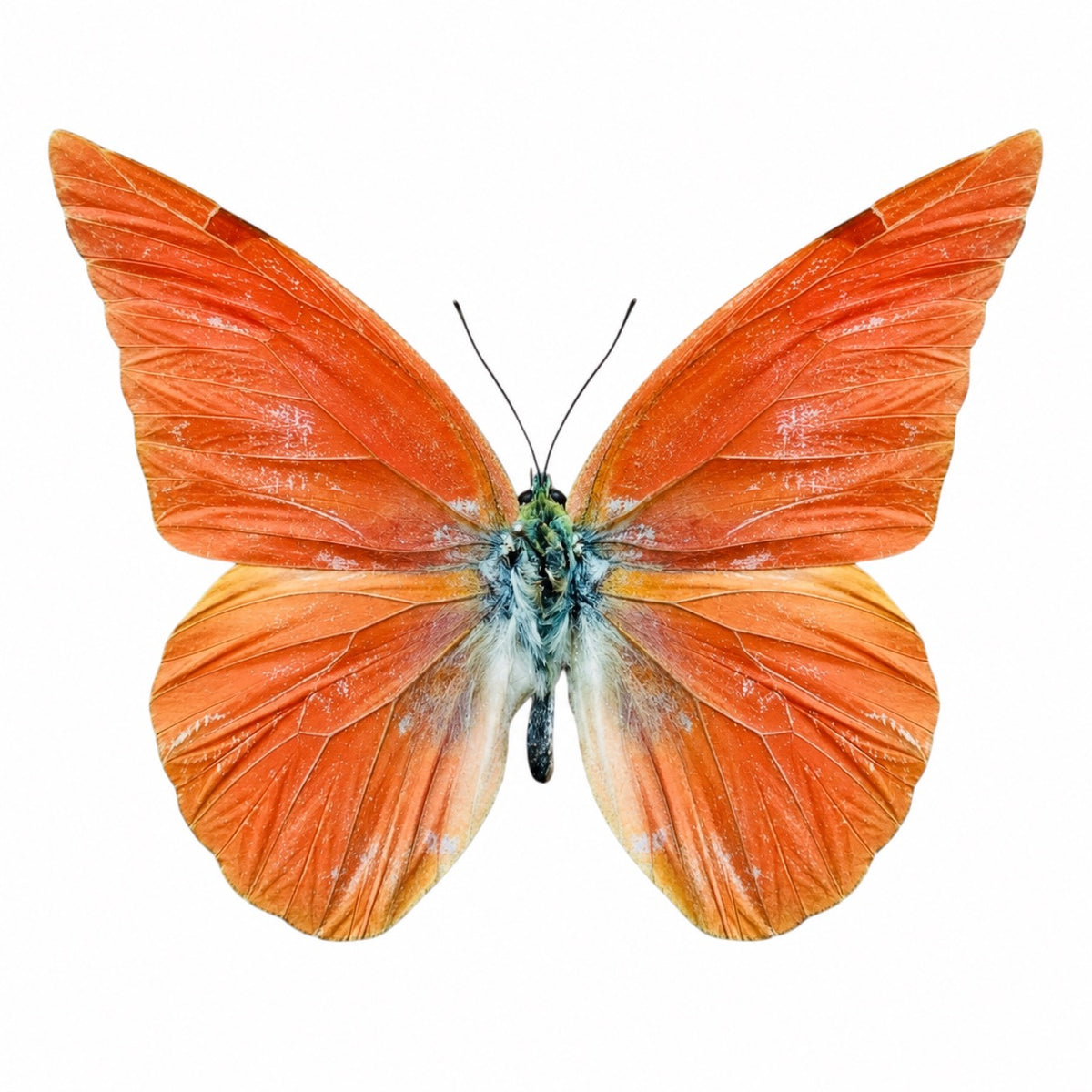 Appias Nero A-