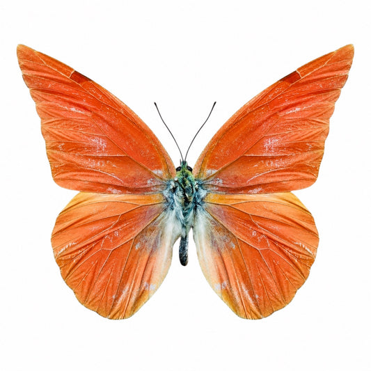 Appias Nero A-