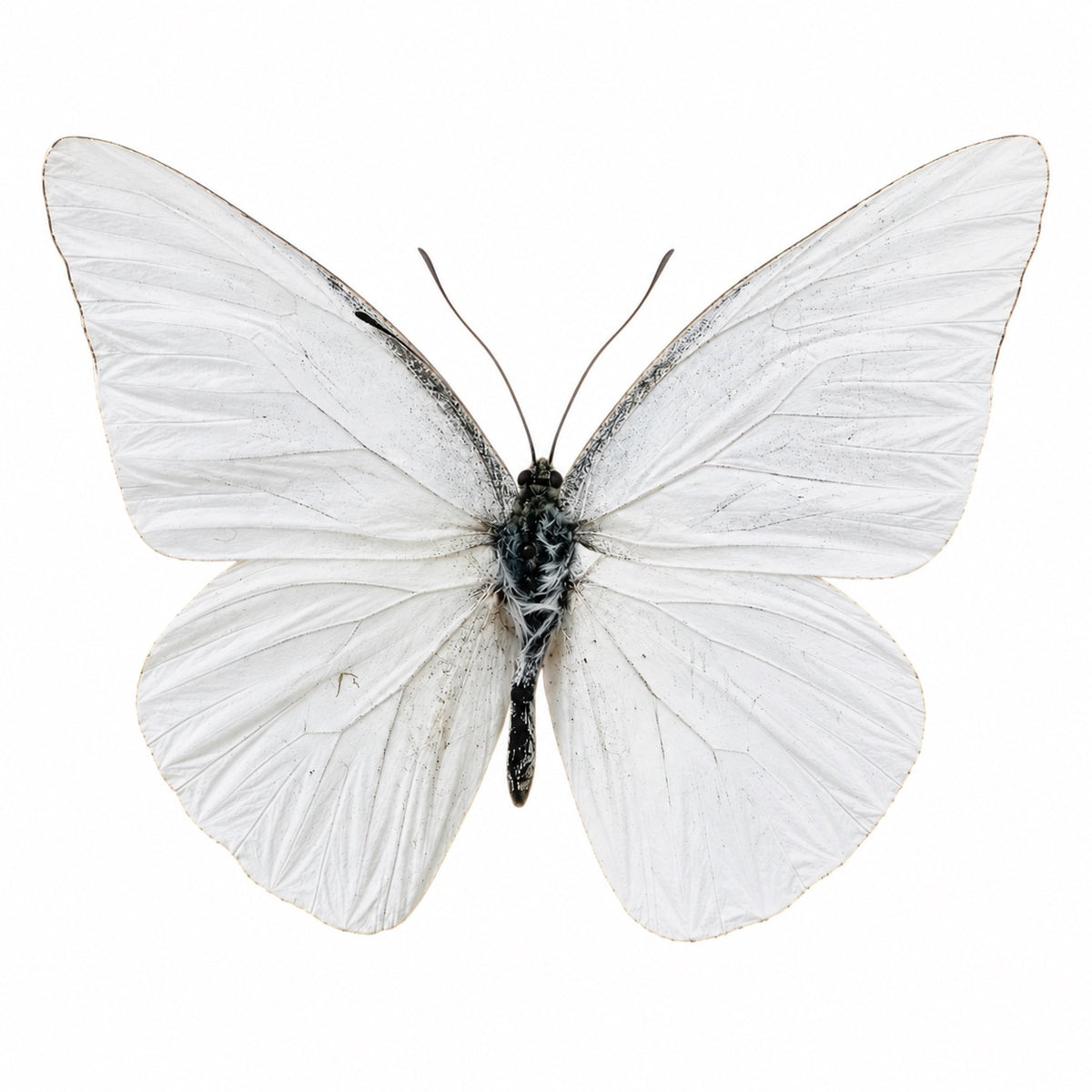 Appias Albina