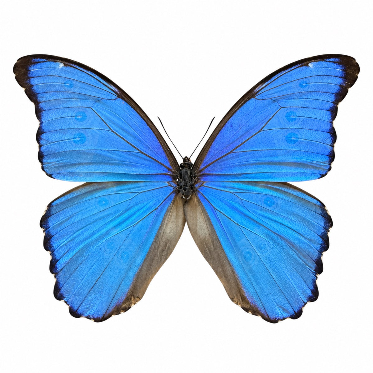 Morpho Godarti