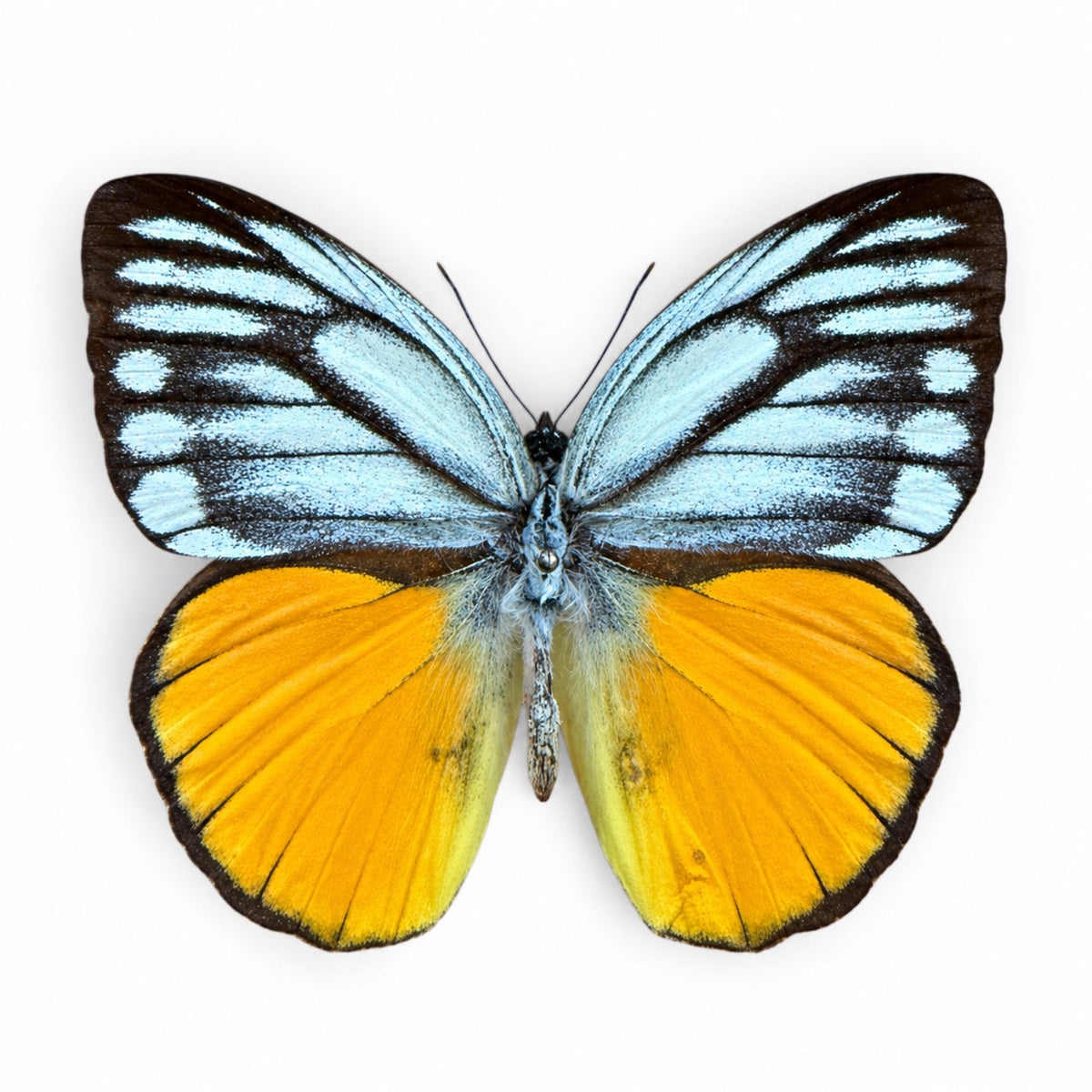 Cepora Aspasia
