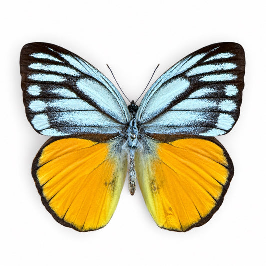 Cepora Aspasia