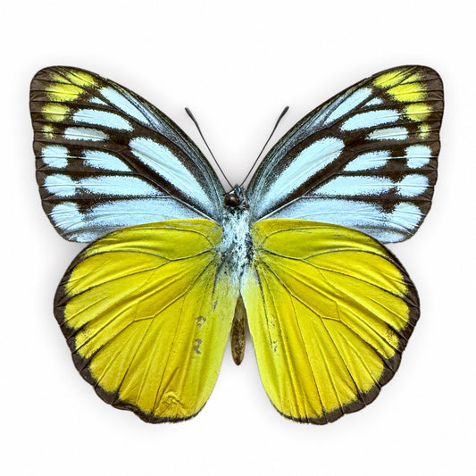 Cepora Aspasia