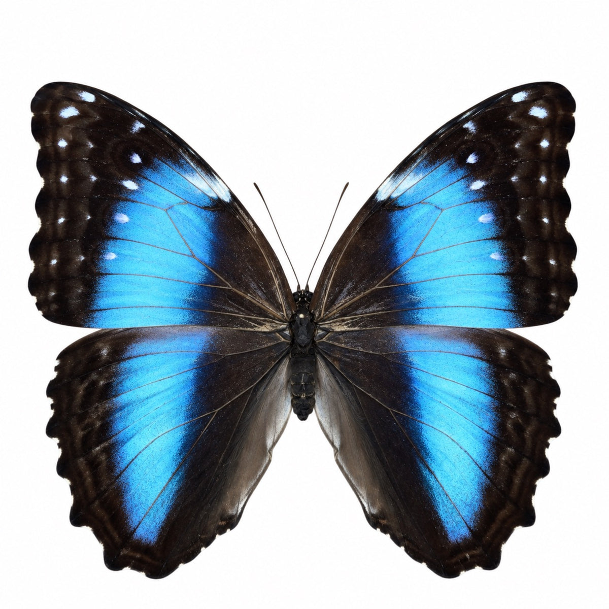 Morpho Deidamia Female