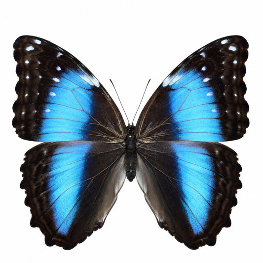 Morpho Deidamia Weibchen