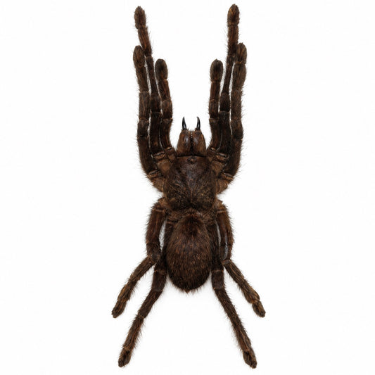 Selenocosmia Javanensis