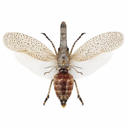 Zanna tapira