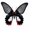 Load image into Gallery viewer, Papilio Rumanzovia female white A-

