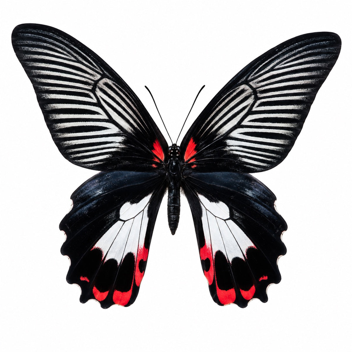 Papilio Rumanzovia female white A-