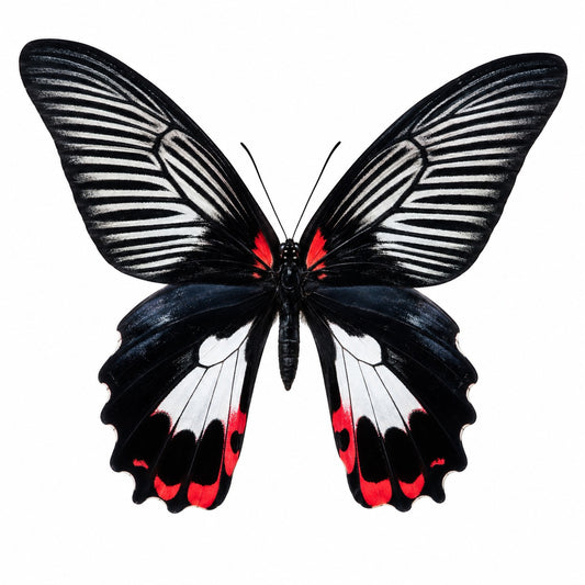 Papilio Rumanzovia femelle blanche A-