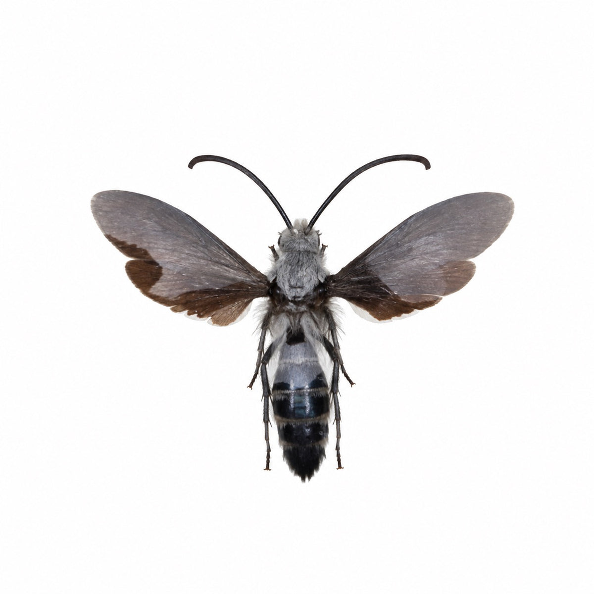 Scolia Sp. Male