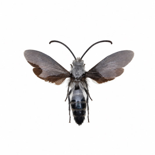 Scolia Sp. Male