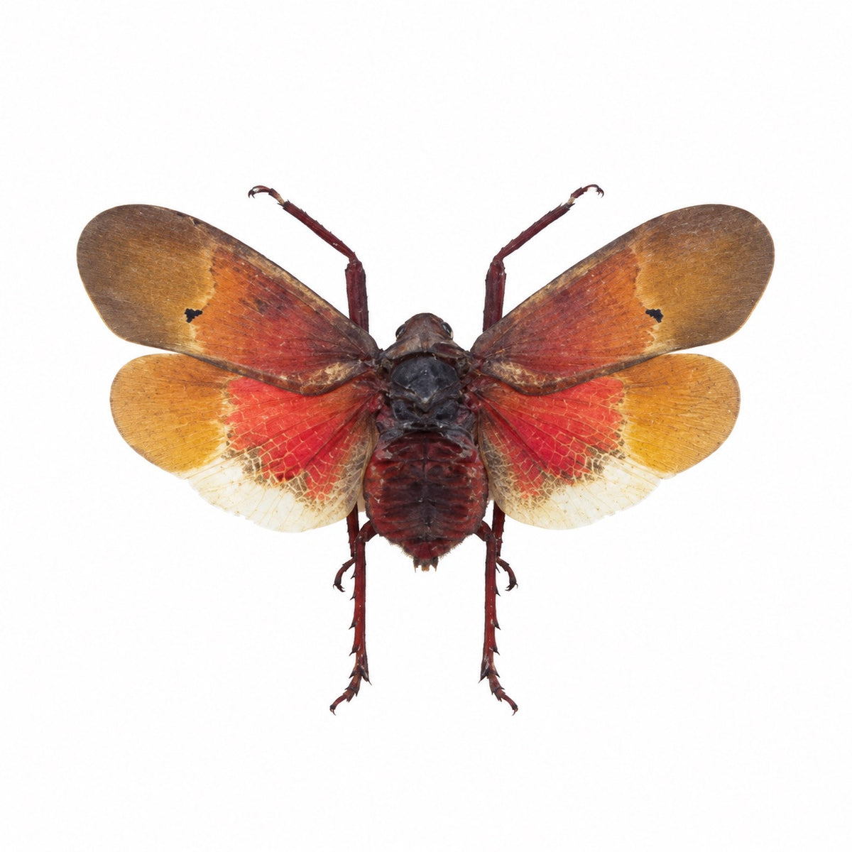Scamandra Sanguiflua