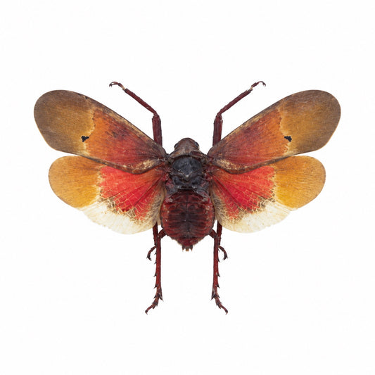 Scamandra Sanguiflua