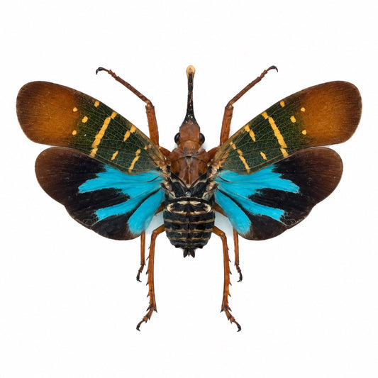 Saiva Transversolineata