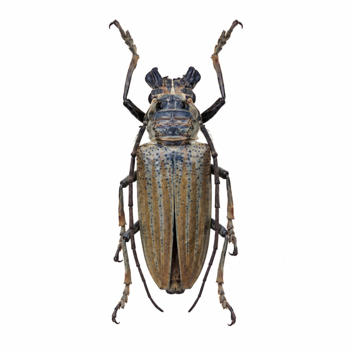Rosenbergia Weiskei 36mm