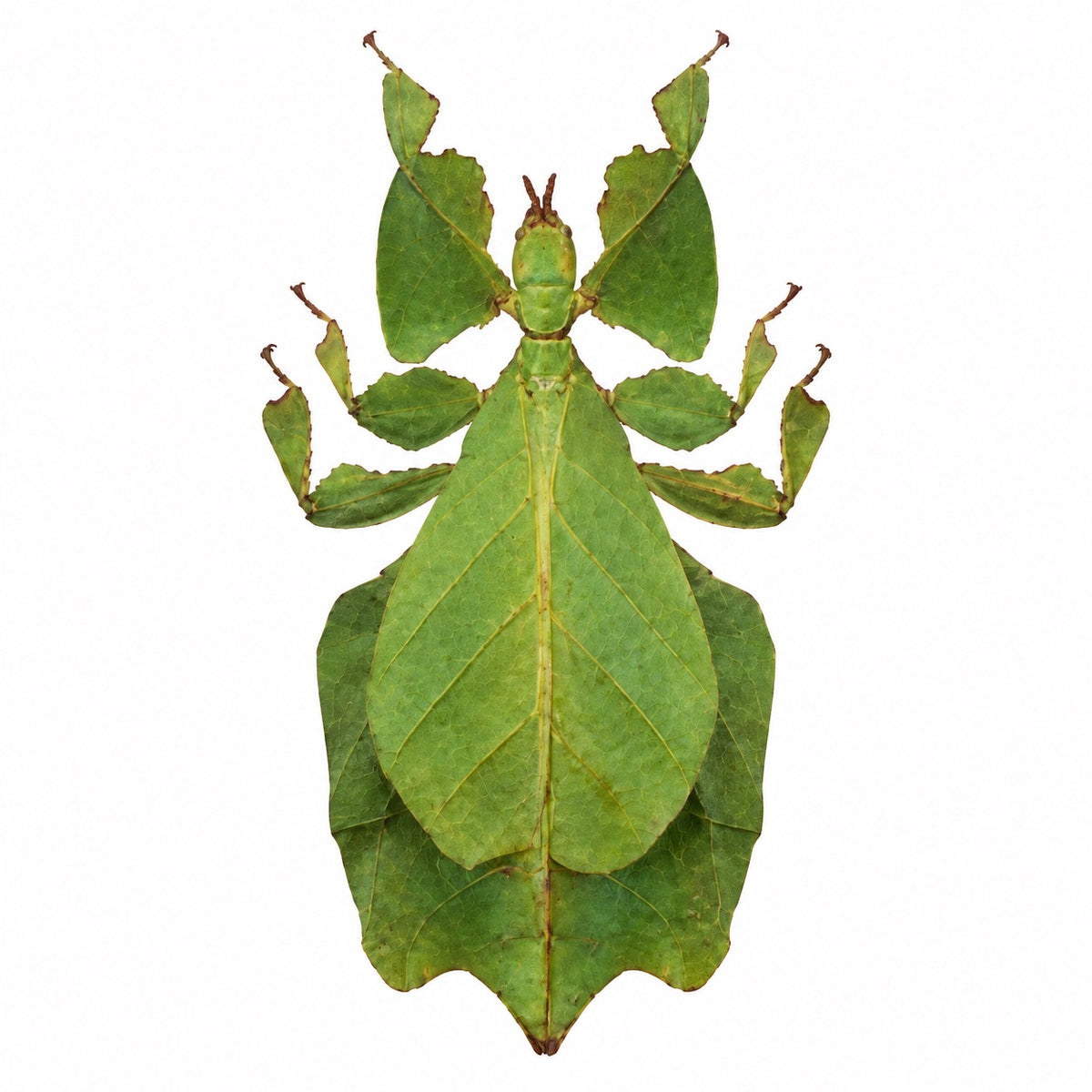 Phyllium pulchrifolium