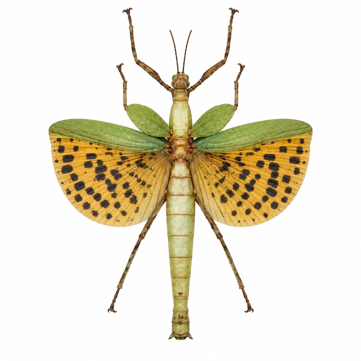 Paracyphocrania major A-