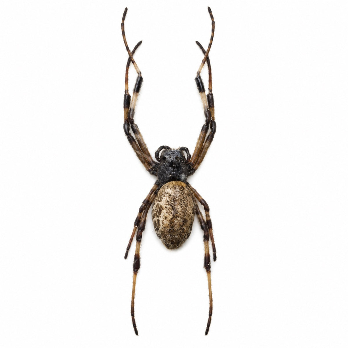Nephilingis sp