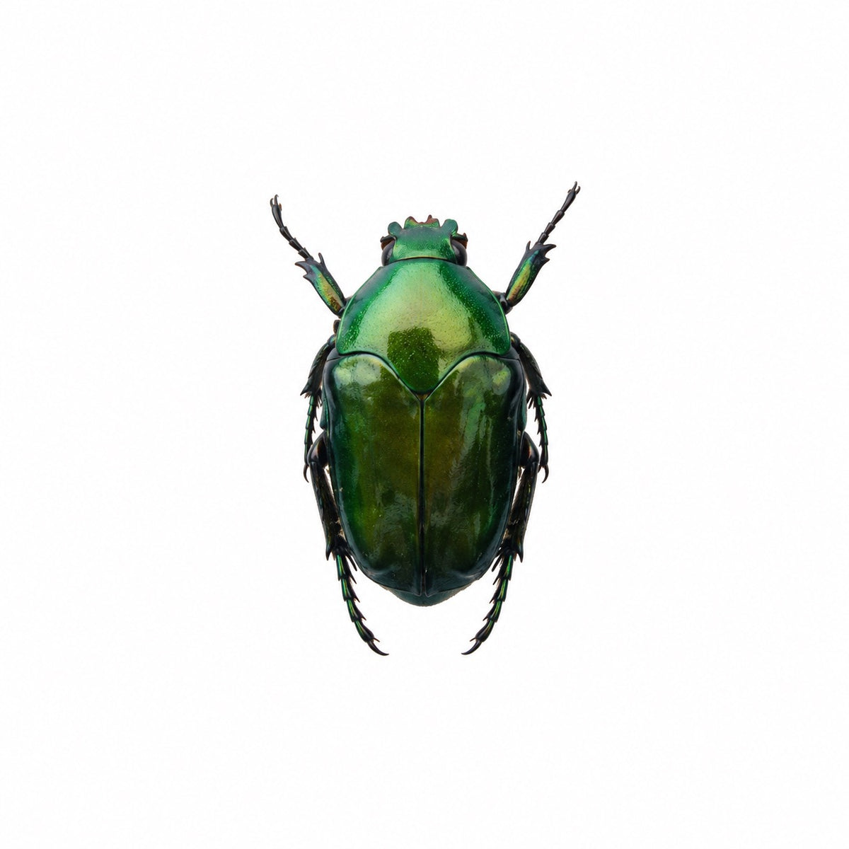 Ischiopsopha sp.