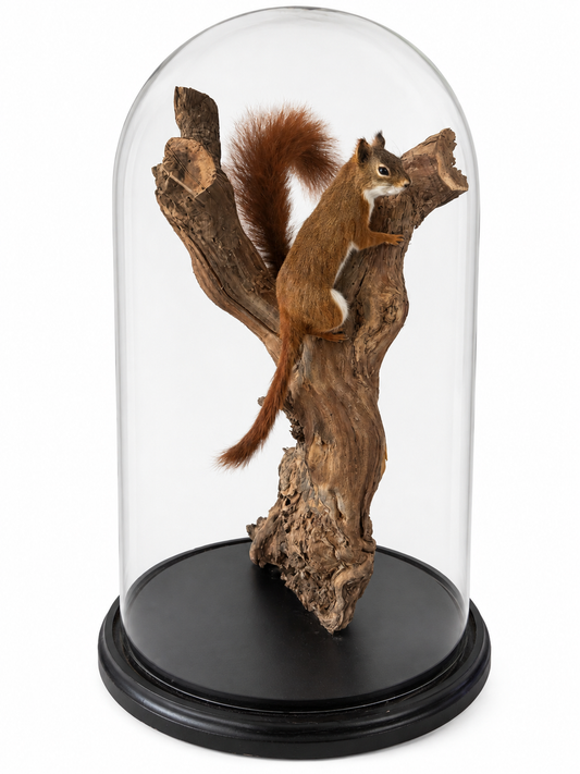 Hudson-eekhoorn (Tamiasciurus hudsonicus) &rode eekhoorn (Sciurus vulgaris)