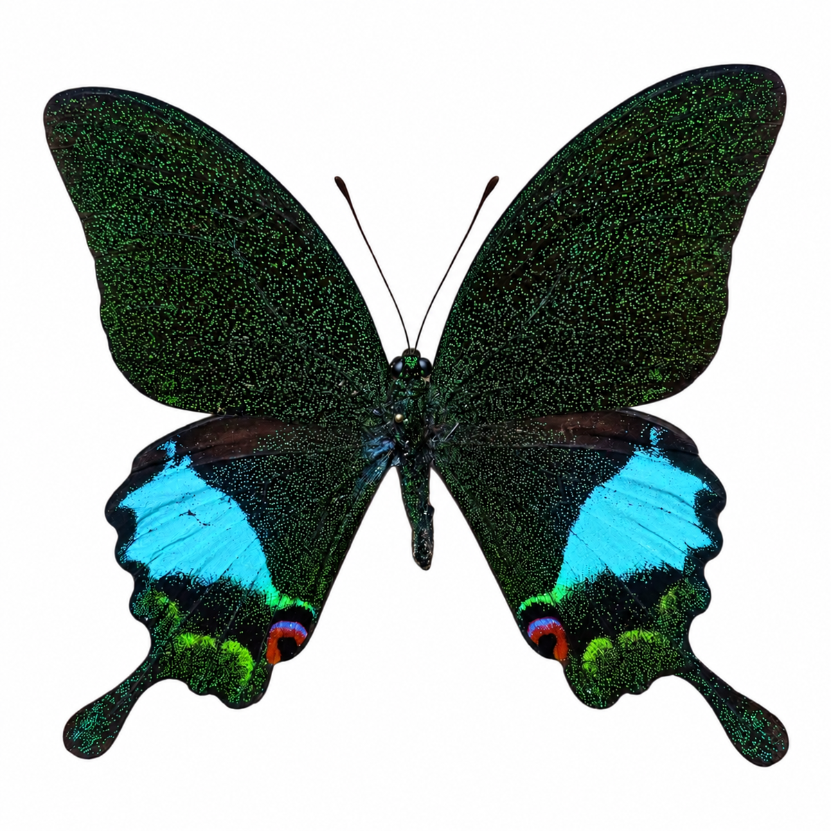 Papilio Karna