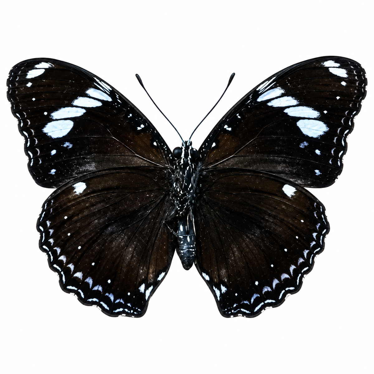 Hypolimnas Bolina (Philippines) ♀︎/♂︎