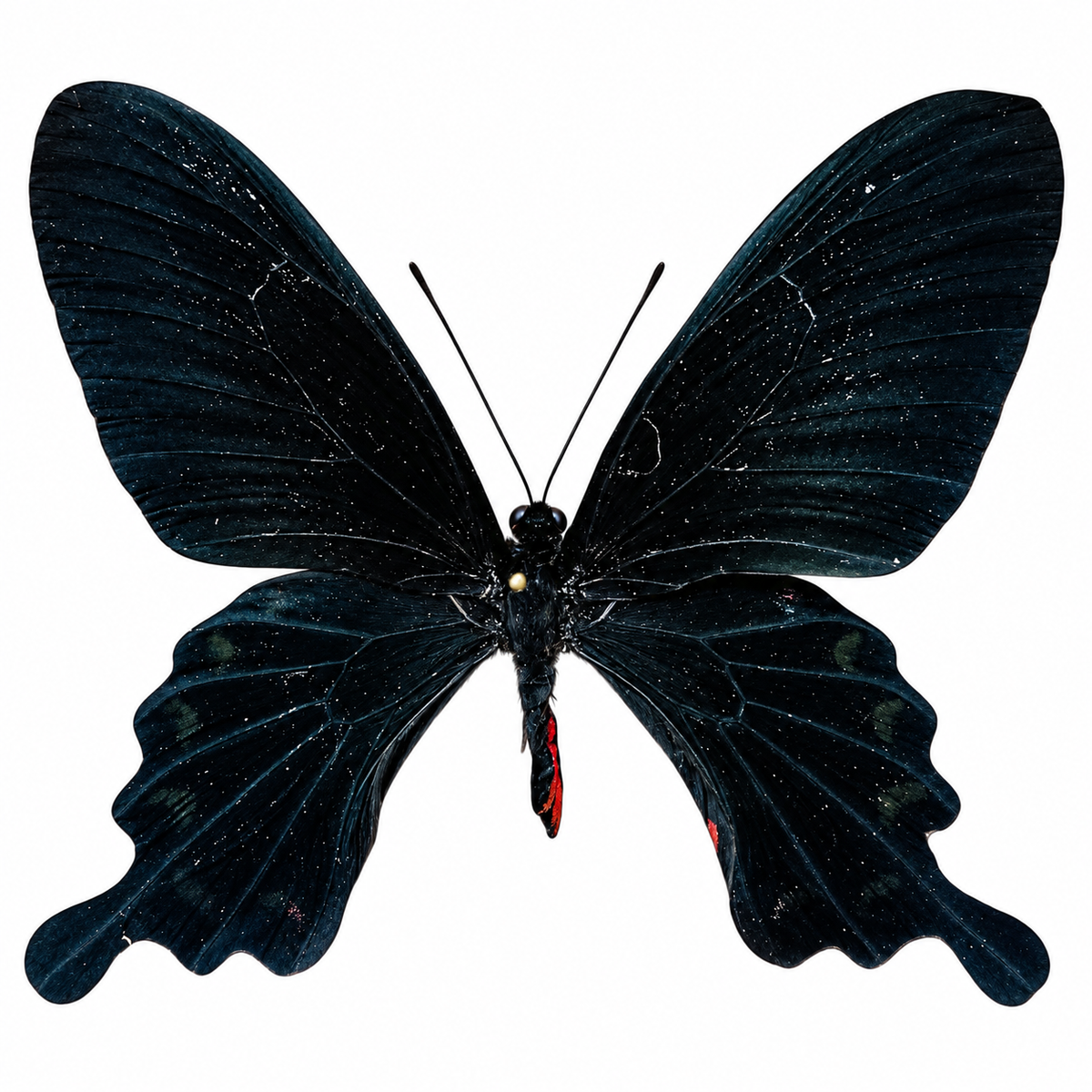 Pachliopta Kotzebuea