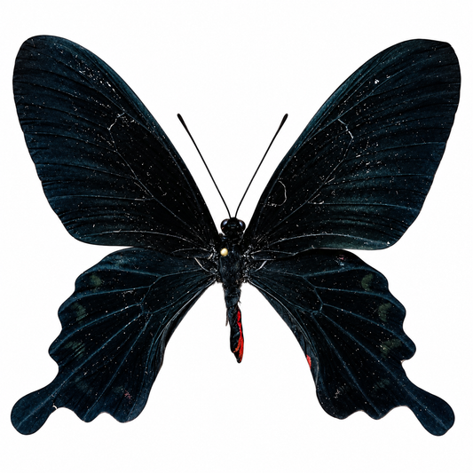 Pachliopta Kotzebuea