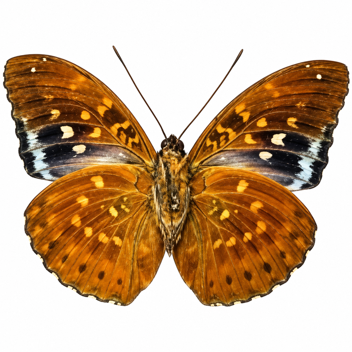 Lexias Pardalis macho