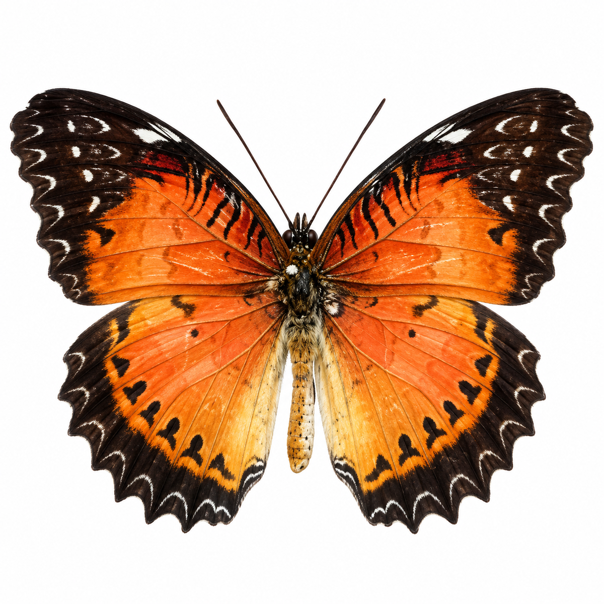 Cethosia Biblis A-