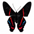 Laad de afbeelding in de galerij, Ancyluris meliboeus
