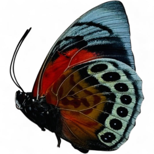 Hybride Agrias beatifica/Agrias claudia lugens