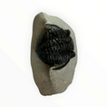 Carica l'immagine nel visualizzatore della galleria, Trilobite nella roccia madre – 7 × 4 cm | N. 002
