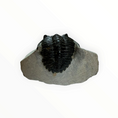 Carica l'immagine nel visualizzatore della galleria, Trilobite nella roccia madre – 7 × 4 cm | N. 002
