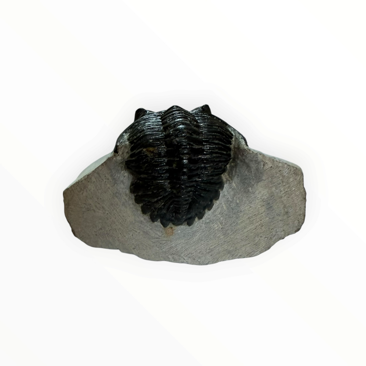 Trilobite nella roccia madre – 7 × 4 cm | N. 002