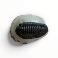 Carica l'immagine nel visualizzatore della galleria, Trilobite nella roccia madre – 7 × 4 cm | N. 003
